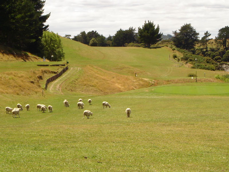 Golf i Nya Zeeland - Resor till Nya Zeeland